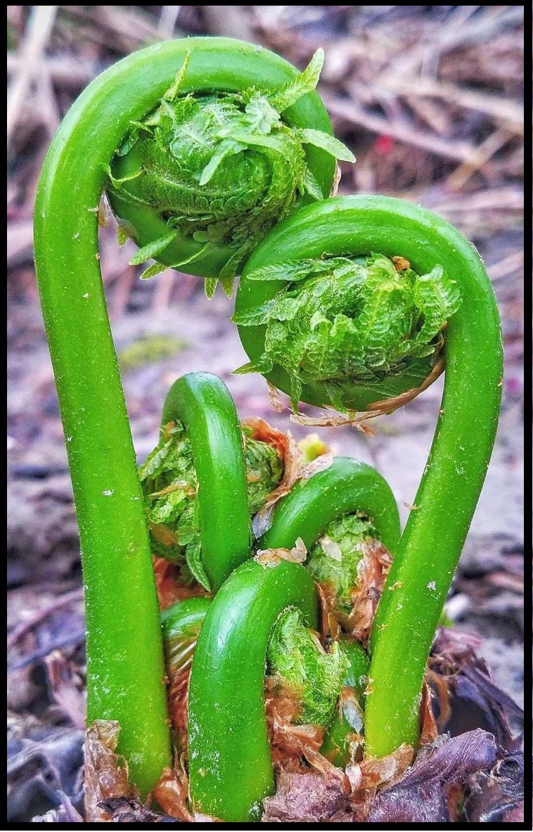 Wicked' Good Fiddleheads! 2023 Edition Box Of Maine