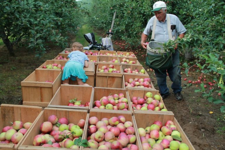 Top 5 Apple Orchards in Maine (2022 Edition) | Box Of Maine